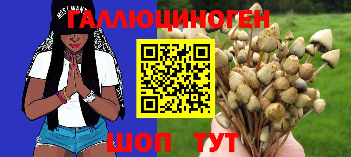 Галлюциногенные грибы Psilocybine cubensis Красный Сулин